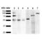 Phytanoyl-CoA 2-Hydroxylase antibody, SMC-472D-FITC, StressMarq, Western Blot image 
