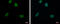 IK Cytokine antibody, GTX123717, GeneTex, Immunofluorescence image 