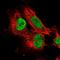 Chromosome 8 Open Reading Frame 86 antibody, NBP1-93758, Novus Biologicals, Immunofluorescence image 