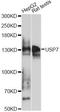 HAUSP antibody, A13564, ABclonal Technology, Western Blot image 