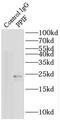 Peptidylprolyl Isomerase F antibody, FNab06676, FineTest, Immunoprecipitation image 