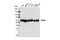Heat Shock Protein Family D (Hsp60) Member 1 antibody, 12165P, Cell Signaling Technology, Western Blot image 