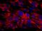 Fibroblasts antibody, NBP2-50082, Novus Biologicals, Immunocytochemistry image 