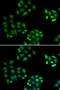 NSFL1 Cofactor antibody, orb247560, Biorbyt, Immunofluorescence image 