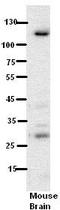 HemK methyltransferase family member 2 antibody, TA338930, Origene, Western Blot image 