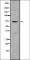 GTP Binding Protein 4 antibody, orb336894, Biorbyt, Western Blot image 