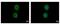Keratin 72 antibody, NBP2-42833, Novus Biologicals, Immunofluorescence image 