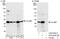 Calcyclin-binding protein antibody, A302-905A, Bethyl Labs, Western Blot image 