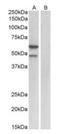 E2F Transcription Factor 3 antibody, orb146468, Biorbyt, Western Blot image 