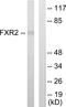 FMR1 Autosomal Homolog 2 antibody, LS-C118918, Lifespan Biosciences, Western Blot image 