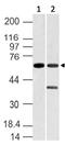 VANGL Planar Cell Polarity Protein 1 antibody, A07587, Boster Biological Technology, Western Blot image 