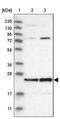 Mitochondrial Assembly Of Ribosomal Large Subunit 1 antibody, PA5-54222, Invitrogen Antibodies, Western Blot image 