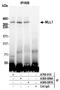 p180 antibody, A700-010, Bethyl Labs, Immunoprecipitation image 
