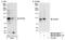 DEAD-Box Helicase 54 antibody, NB100-60677, Novus Biologicals, Western Blot image 