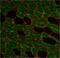 Dystrophin antibody, PA5-32388, Invitrogen Antibodies, Immunofluorescence image 