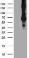 Gp110 antibody, TA802961S, Origene, Western Blot image 