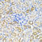 Protein Kinase AMP-Activated Non-Catalytic Subunit Gamma 1 antibody, orb247883, Biorbyt, Immunohistochemistry paraffin image 