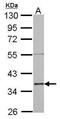 Annexin A2 antibody, PA5-27566, Invitrogen Antibodies, Western Blot image 
