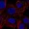 Protein phosphatase 1E antibody, PA5-66481, Invitrogen Antibodies, Immunofluorescence image 