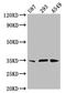Ventral Anterior Homeobox 1 antibody, LS-C674354, Lifespan Biosciences, Western Blot image 