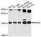 Ribosomal Protein S20 antibody, STJ112400, St John