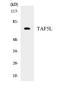 TATA-Box Binding Protein Associated Factor 5 Like antibody, EKC1651, Boster Biological Technology, Western Blot image 