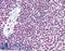 E1A Binding Protein P300 antibody, LS-B6080, Lifespan Biosciences, Immunohistochemistry frozen image 
