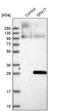 Sperm surface protein Sp17 antibody, PA5-58013, Invitrogen Antibodies, Western Blot image 