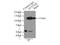 Elongation Factor Tu GTP Binding Domain Containing 2 antibody, 10208-1-AP, Proteintech Group, Immunoprecipitation image 