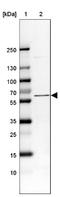 E3 ubiquitin-protein ligase TRAF7 antibody, NBP1-85068, Novus Biologicals, Western Blot image 