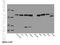 Signal transducer and activator of transcription 1 antibody, 10144-2-AP, Proteintech Group, Western Blot image 