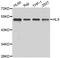 H2.0-like homeobox protein antibody, abx006950, Abbexa, Western Blot image 