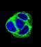 Exocyst Complex Component 3 Like 1 antibody, LS-C167857, Lifespan Biosciences, Immunofluorescence image 