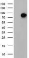 Von Willebrand Factor A Domain Containing 5A antibody, TA501636S, Origene, Western Blot image 