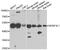 Mortality factor 4-like protein 1 antibody, orb247783, Biorbyt, Western Blot image 