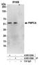 Peptidase, Mitochondrial Processing Alpha Subunit antibody, A305-556A, Bethyl Labs, Immunoprecipitation image 