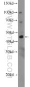 Metallophosphoesterase 1 antibody, 15313-1-AP, Proteintech Group, Western Blot image 