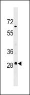  antibody, 59-505, ProSci, Western Blot image 
