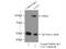 Vav Guanine Nucleotide Exchange Factor 2 antibody, 21924-1-AP, Proteintech Group, Immunoprecipitation image 