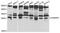 Oprs1 antibody, A02493, Boster Biological Technology, Western Blot image 