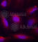 Neurotrophic Receptor Tyrosine Kinase 1 antibody, AP0272, ABclonal Technology, Immunofluorescence image 