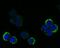 Ran GTPase Activating Protein 1 antibody, NBP2-76865, Novus Biologicals, Immunocytochemistry image 