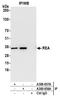 BAP antibody, A300-657A, Bethyl Labs, Immunoprecipitation image 