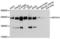 Myosin Heavy Chain 14 antibody, LS-C335393, Lifespan Biosciences, Western Blot image 