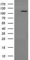 RasGAP antibody, LS-C174387, Lifespan Biosciences, Western Blot image 