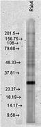 RAB4A, Member RAS Oncogene Family antibody, orb67521, Biorbyt, Western Blot image 