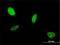 Protein atonal homolog 1 antibody, H00000474-M01, Novus Biologicals, Immunofluorescence image 