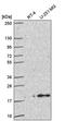 MAX Dimerization Protein 4 antibody, PA5-65777, Invitrogen Antibodies, Western Blot image 