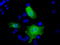 Four And A Half LIM Domains 1 antibody, TA501280, Origene, Immunofluorescence image 
