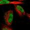 CWC27 Spliceosome Associated Cyclophilin antibody, HPA024149, Atlas Antibodies, Immunofluorescence image 